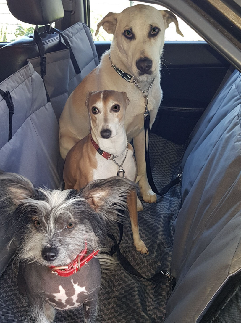 Waterproof Dog Car Seat Cover – Universal Fit | UrbanCoat